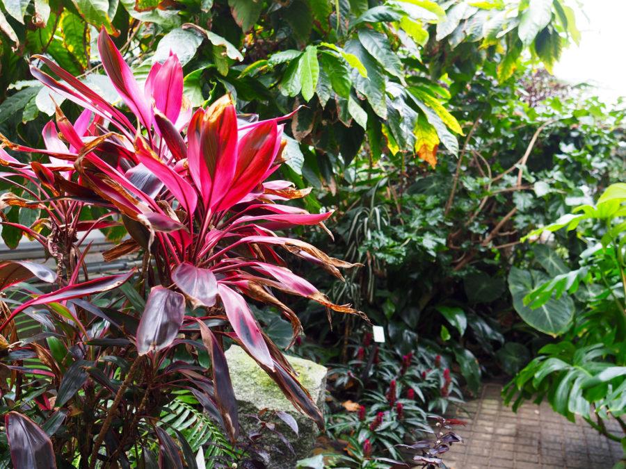 A varied multitude of greenery can be found at the Conservatory in Urbana, IL. Lily K
