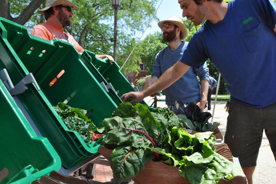 Tim Smith, university alumnus and Student Sustainable Farm volunteer picks a bunch of kale for a customer at the farmstand on the quad, which runs every Thursday from 12-2 throughout the summer.