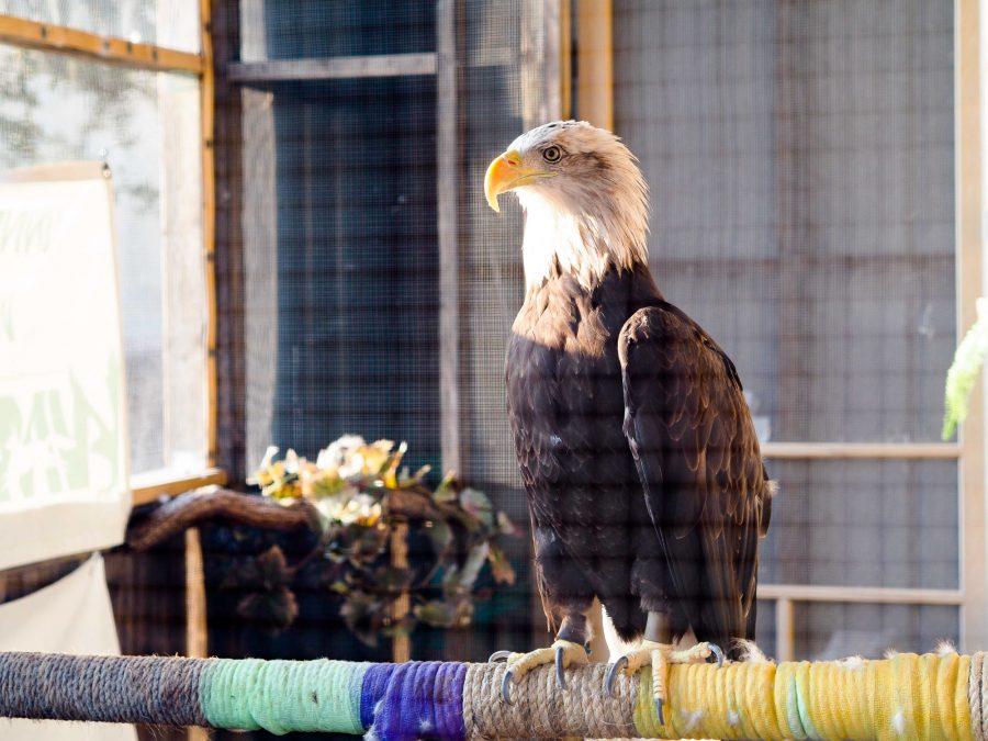 Behind the Vet Med Basic Sciences Building on Sept. 6, a newly introduced bald eagle named Rose has found a home in Urbana.