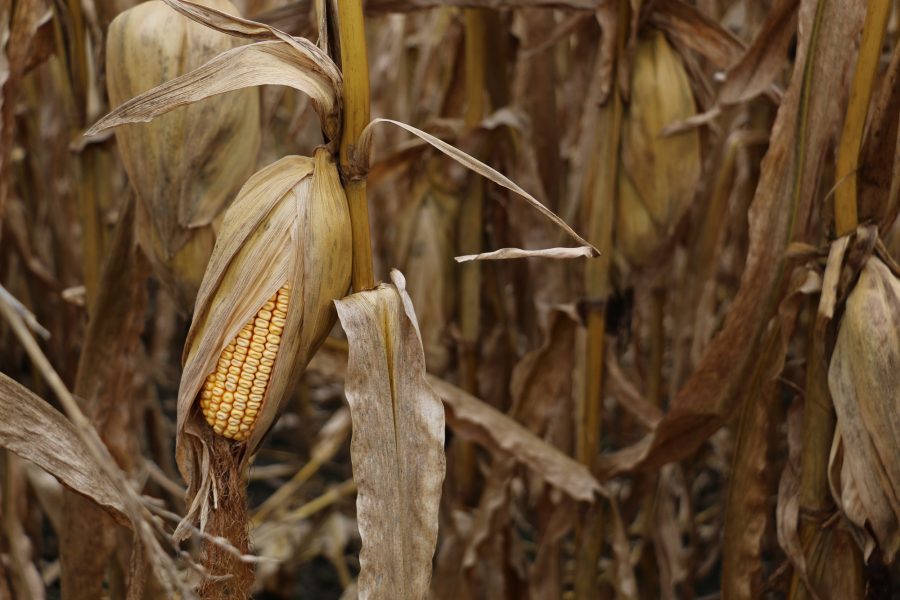 Corn in corn field on Saturday in Rantoul,IL, Oct 15,2016.