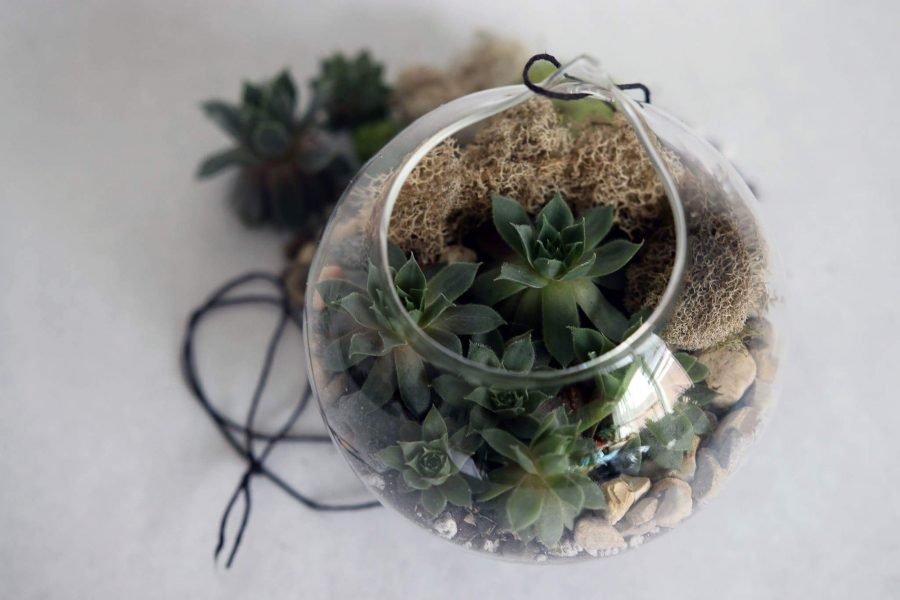 Succulents sit in a decorative glass planter with moss, pebbles, and dirt.