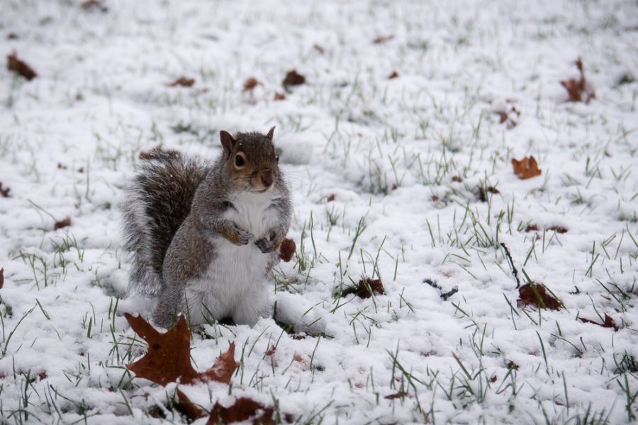 A+photo+of+a+squirrel+in+the+snow+on+the+quad+on+December+4.