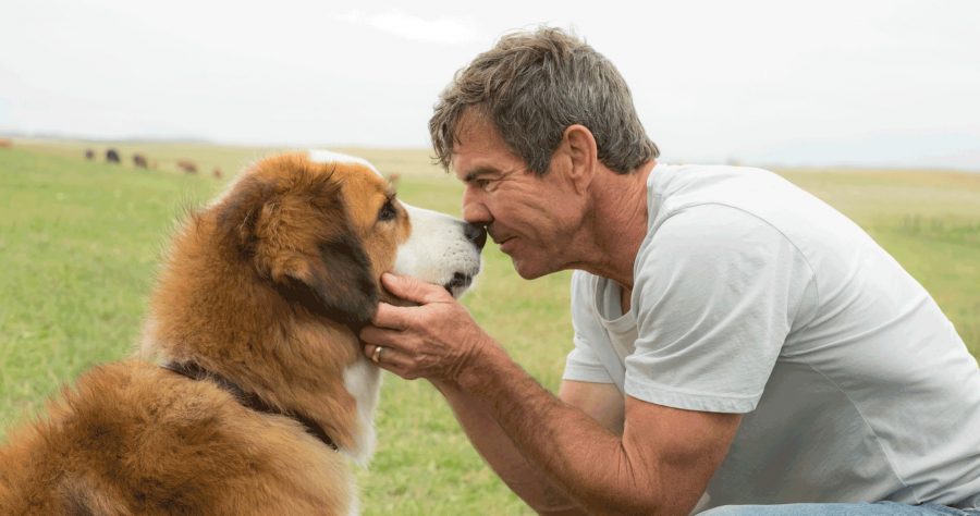 Dennis Quaid as Ethan in a scene from the movie "A Dog's Purpose" directed by Lasse Hallstrom. (Universal Pictures/TNS)