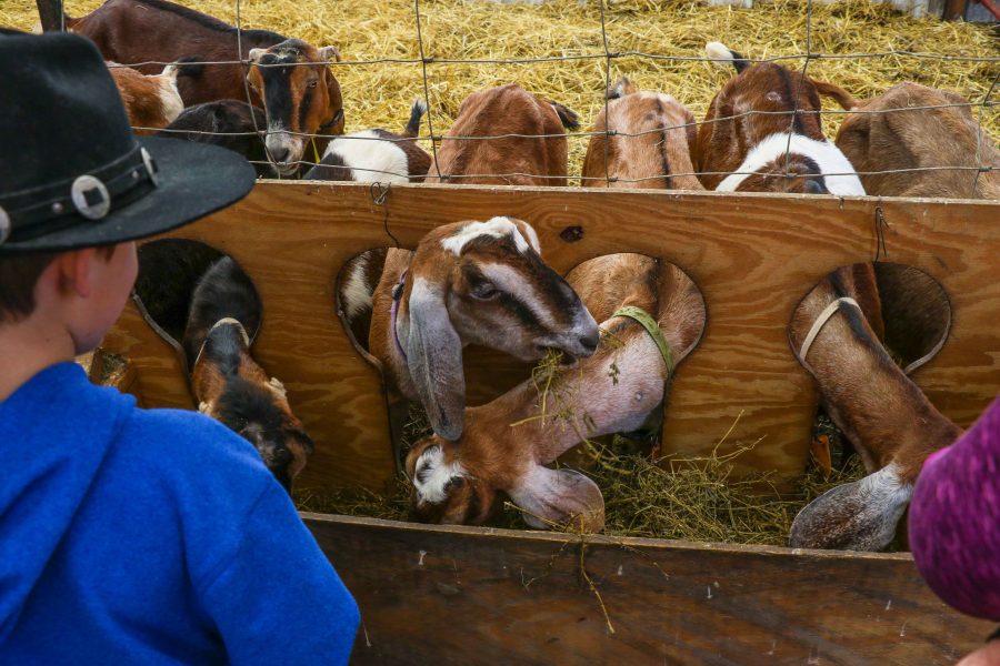 Several older goats line up for food in a feeding area while visitors observe and pet them.