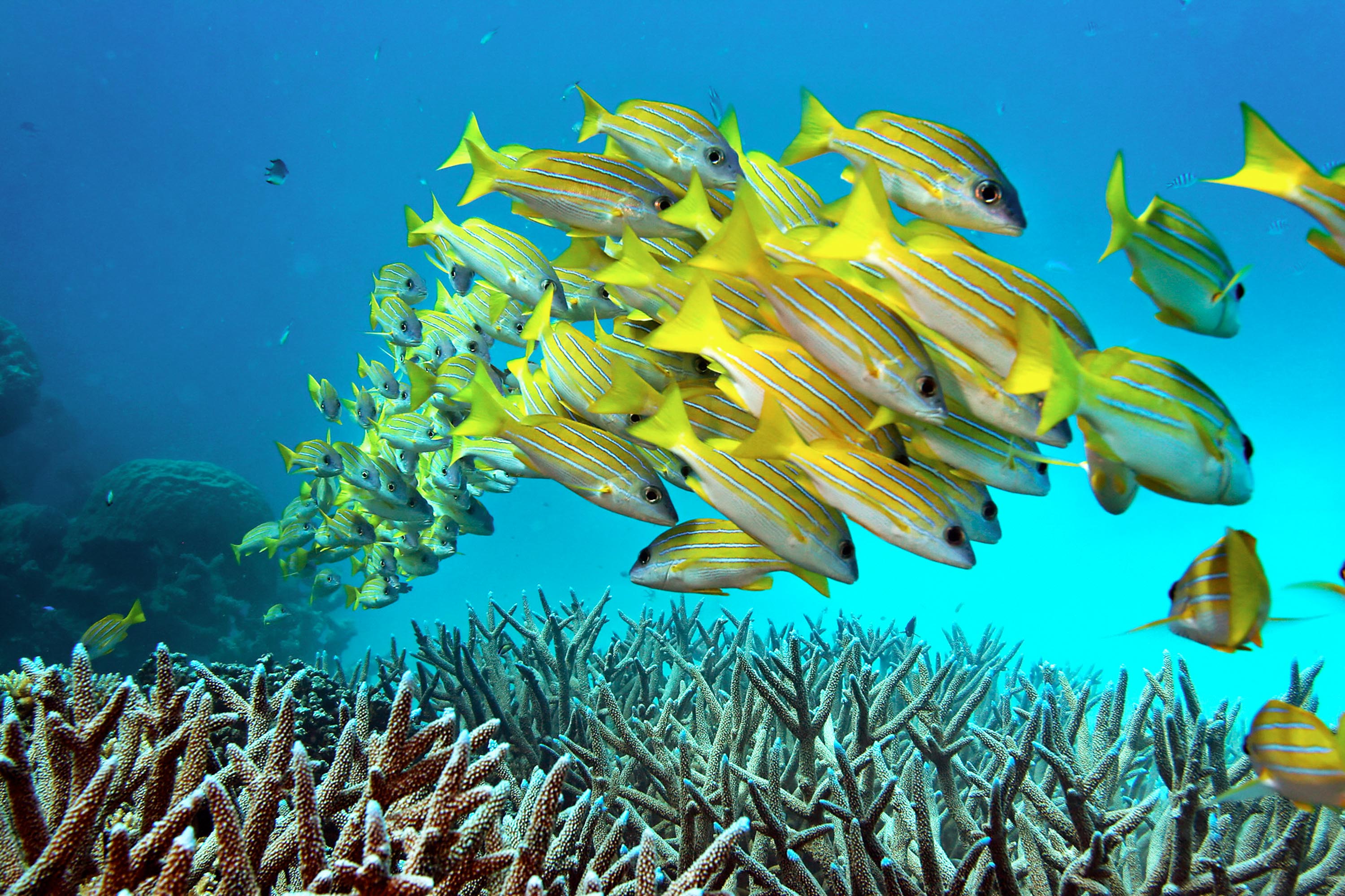 Фауна океанов. Большой Барьерный риф. Рыбы барьерного рифа в Австралии. Большой Барьерный риф рыбки. Большой барельефный риф.