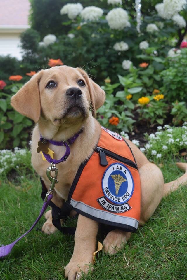 Two puppies recruited as Illini Service Dogs