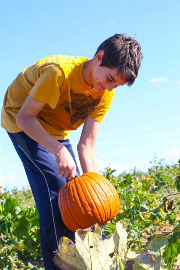 Illinois is the top producer of pumpkins, which can be used for decoration and  cooking.