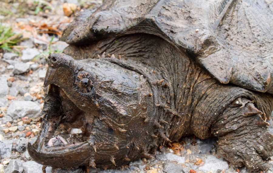 University researchers report first sighting in 30 years of rare alligator snapping turtle