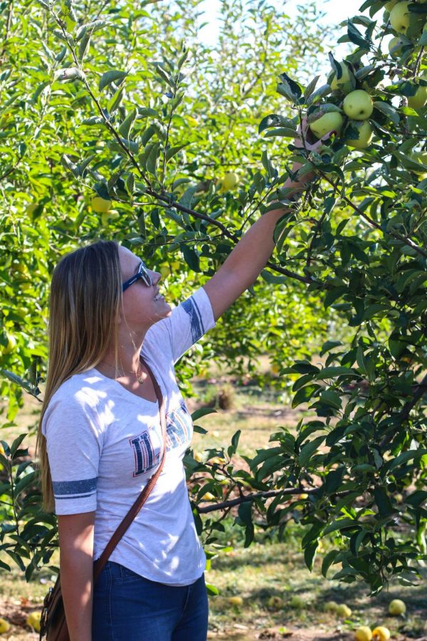 A visitor at Curtis Orchard & Pumpkin Patch picks an apple. Assistant professor of nutrition Juan Andrade said healthier snacks are the best choice during finals week, whereas associate professor in nutrition Manabu Nakamura said sweets are acceptable. 