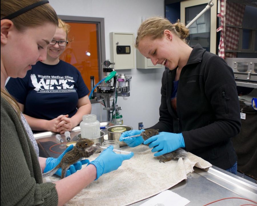 Allison Muraswki, Alexis Davidson and Greta Doden (left to right) feed squirrels on Thursday, May 4. Student volunteers usually work in shifts to feed the animals on time every day, among other
tasks to ensure the animals get back to good health.