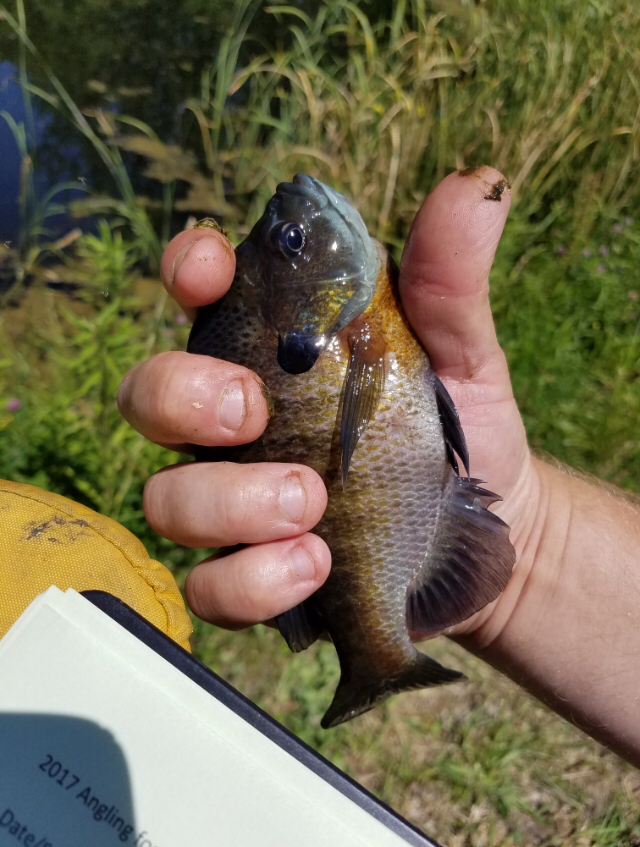 Image of a bluegill fish. In a study conducted and designed by Michael Louison, results show the friendlier the fish, the more likely it is to be caught.