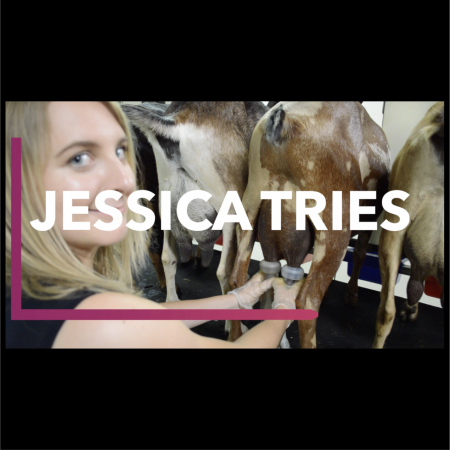 Jessica Tries: Milking goats