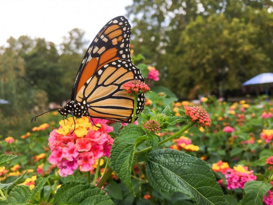 Monarch+butterflies+migrate+through+Illinois