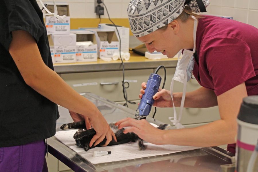 University veterinary students prepare a cat for surgery. Spaying and neutering are two of the procedures that will be performed on almost 500 feral cats to reduce unwanted pregnancies and control the feral cat population.