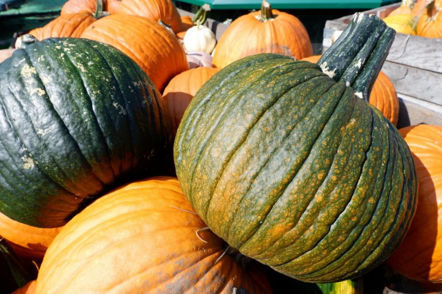 Illinois saw a record-breaking pumpkin yield ahead of fall festivals this year due to ideal weather prolonging the growing season. 