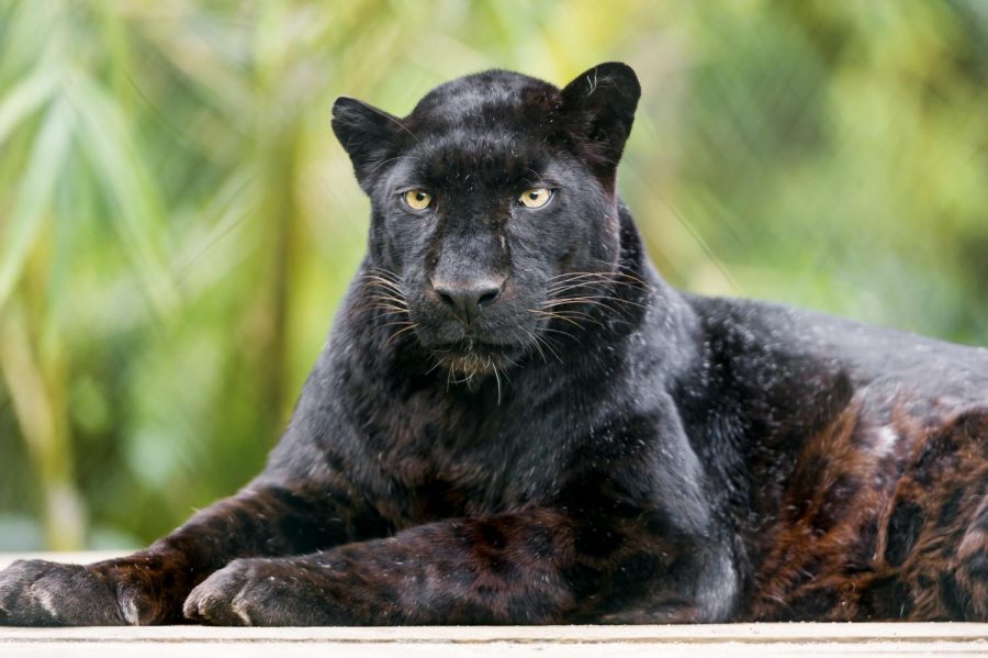 A male black leopard relaxes on a wooden platform. Trophy hunting has become a global conversation as numbers of endangered species further diminish.