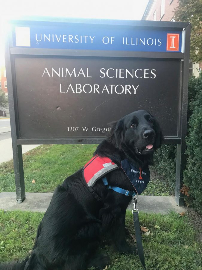 Chipotle is a recent graduate of the 4 Paws for Ability service dog training program. Photo Courtesy of 4 Paws.