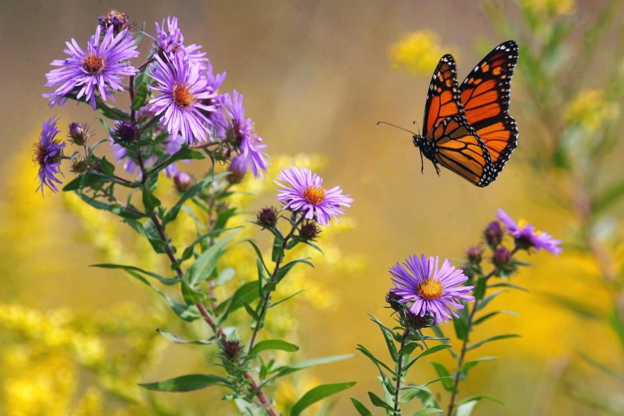 Monarch+butterflies+can+be+found+all+around+Illinois.+Participants+of+I-Pollinate+are+expected+to+examine+and+observe+their+gardens+for+monarch+eggs+or+caterpillars+for+at+least+three+weeks+during+the+summer.