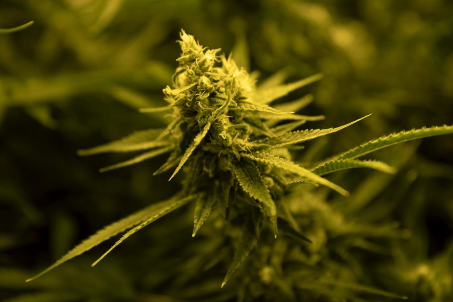 Illinois works to make medical cannabis program permanent