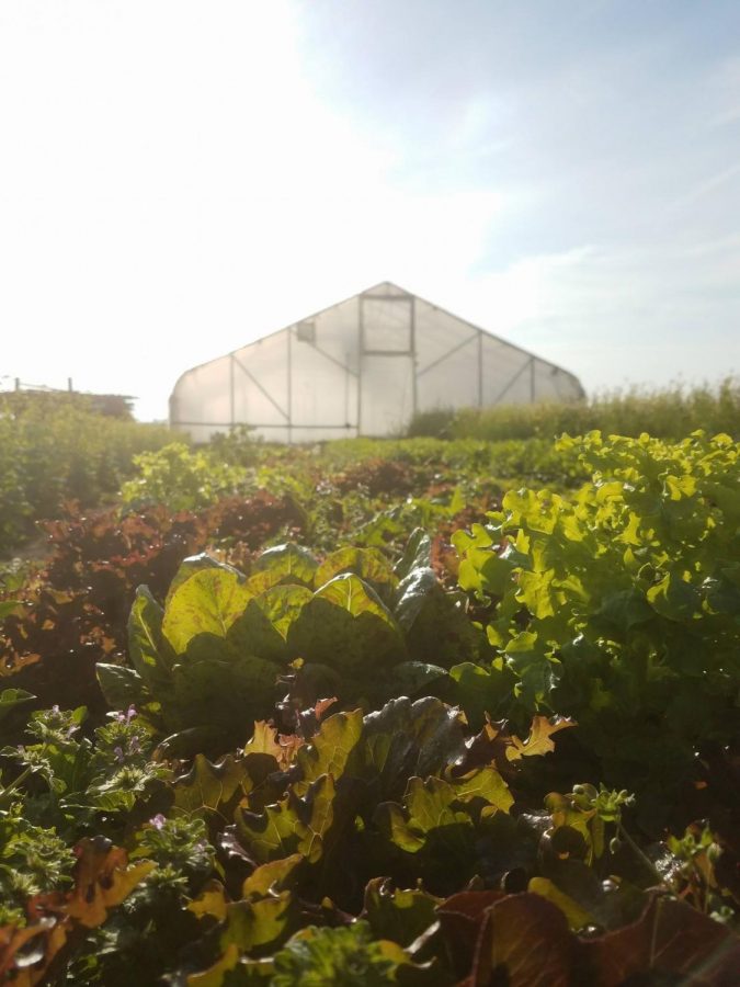 The Blue Moon Farm in Urbana grows vegetables for local farmer’s markets, restaurants and stores. The farm consists of 20 acres dedicated to vegetable production, and 10 high tunnels totaling just under half an acre of year-round production.