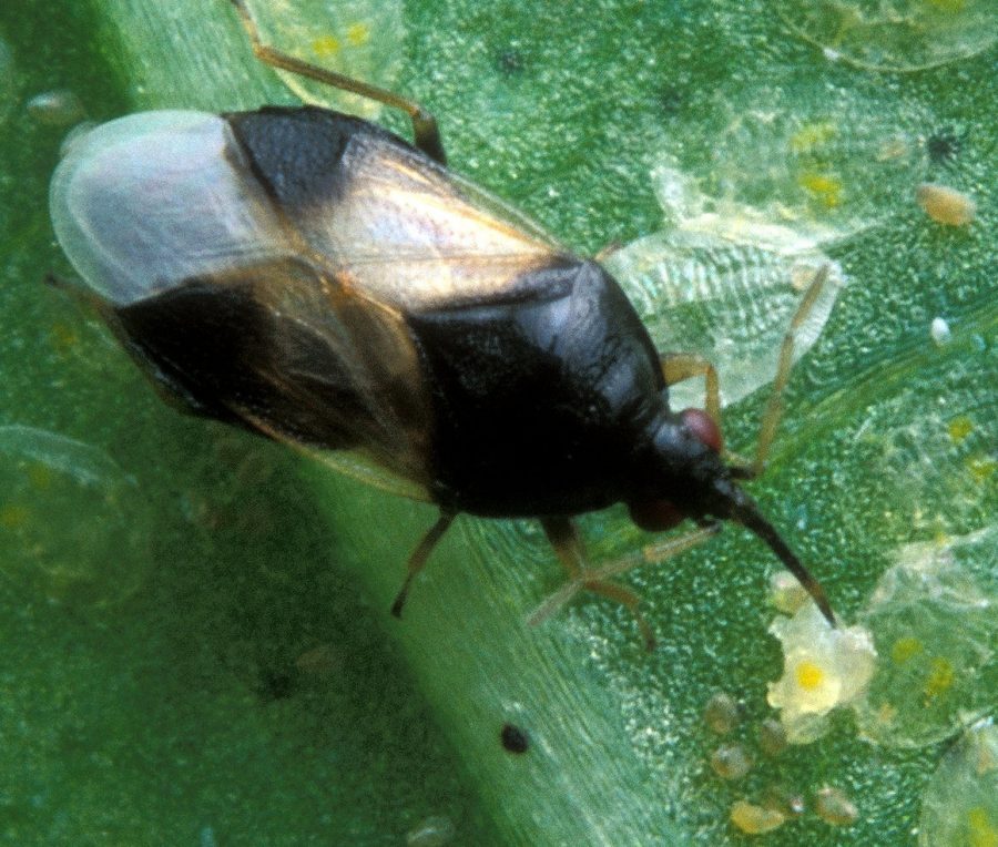 A pirate bug feeds on whitefly nymphs. According to a document by Illinois Department of Public Health, minute pirate bugs are 1/8 inch long and mostly feed on small insects and insect eggs.  