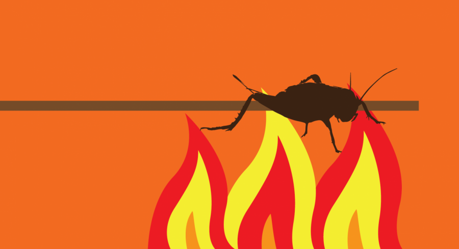 Opinion | This Christmas, try roasting crickets over an open fire