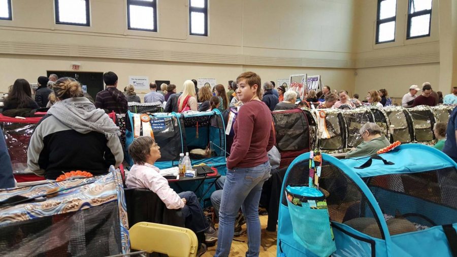 A view of the Illini Cat Clubs Cat Show hosted on March 8, 2016.