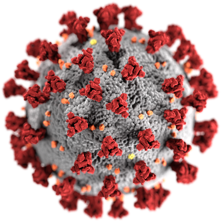 An illustration created by the CDC depicts the structure of the coronavirus.