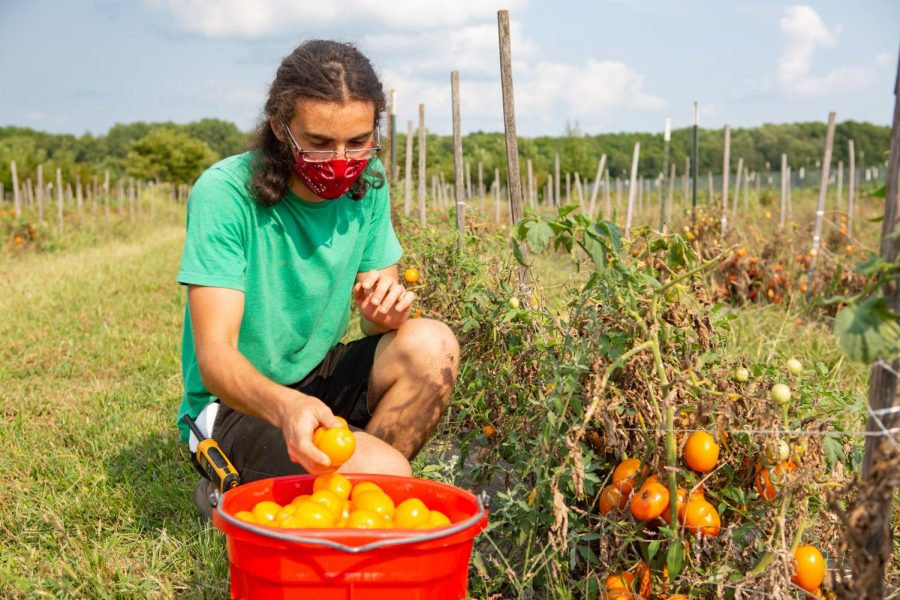 Junior Bob Rogge harvests tomatoes at the Student Sustainable Farm on Monday afternoon.