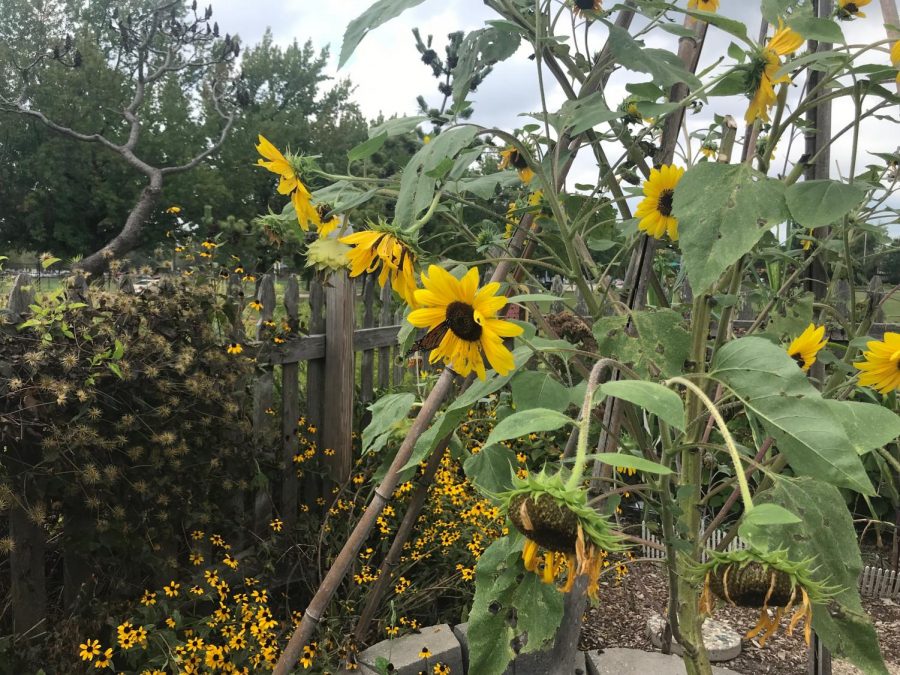 Sunflowers bloom in sophomore Lily Dolans backyard garden.