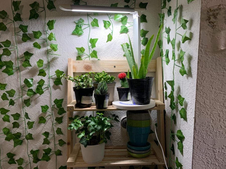 Plants+lie+on+a+shelf+in+buzz+Editor+Jillian+Little%E2%80%99s+bedroom.+Houseplants+provide+their+owner+with+a+sense+of+routine+and+responsibility%2C+increased+productivity+and+fresh+air%2C+nice+smells+and+even+food.