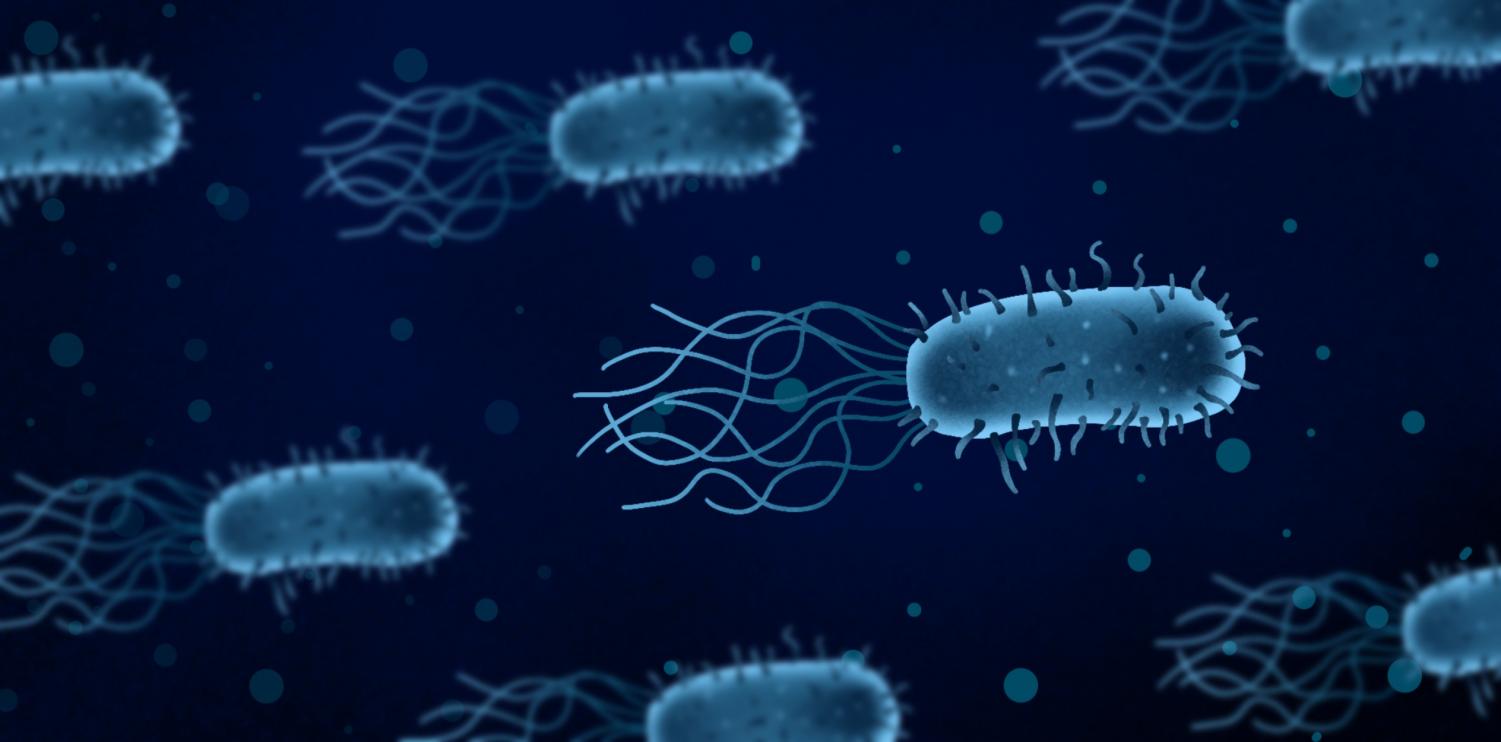 Oileating bacteria help combat climate change The Daily Illini