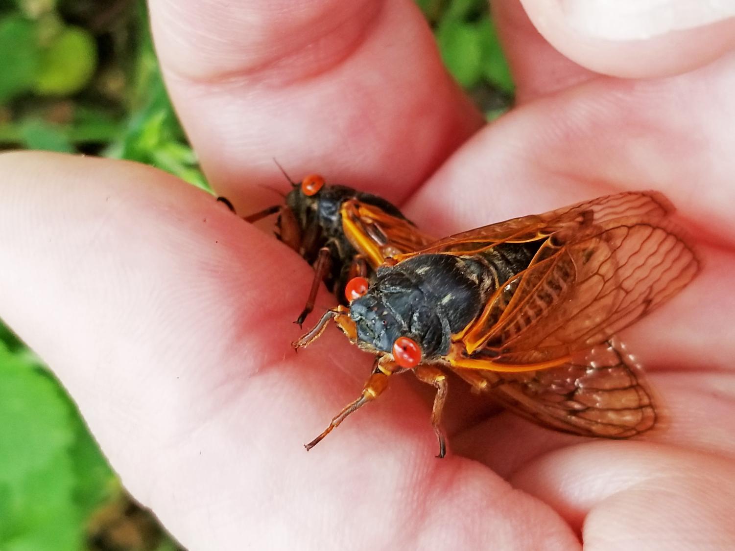 Cicadas return, specific brood emerges in Illinois counties The Daily