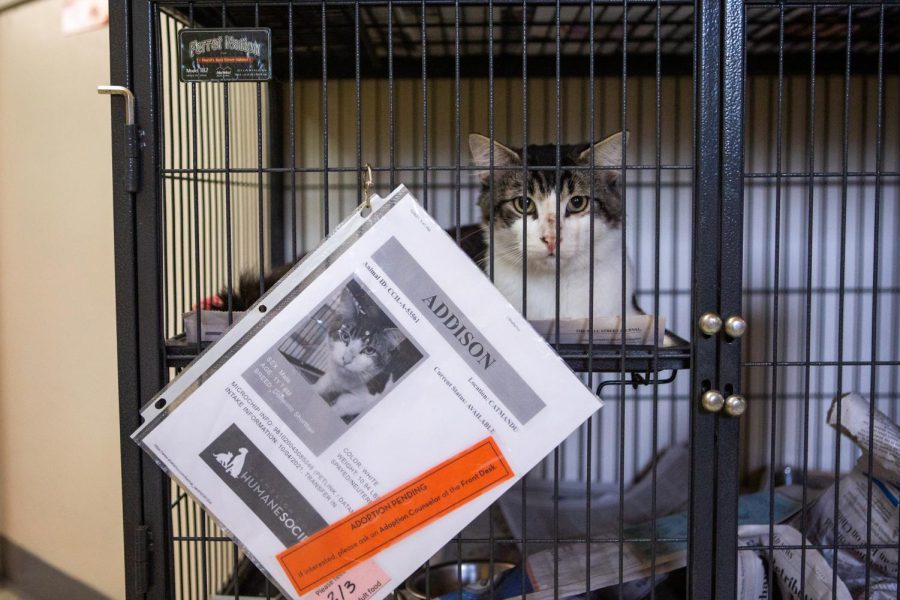 Addison the cat sits in a cage at the Champaign County Humane Society on Oct. 11. University professors found COVID-19 in two more animal species located in an Illinois zoo: the fishing cat and the binturong.