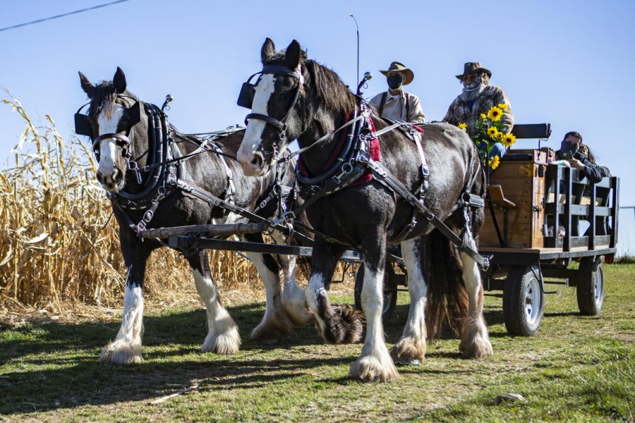 Two horses pull a wooden wagon at Curtis Orchard & Pumpkin Patch on Oct 31, 2020. There are a multitude of great spots to take your father over Dads Weekend in the Champaign-Urbana area.