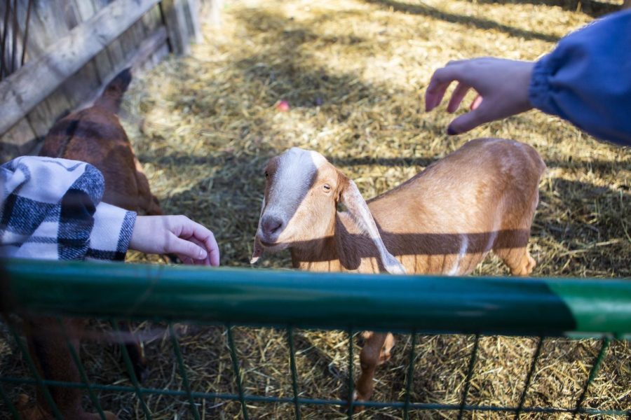 A goat awaits to be pet at the Curtis Orchard & Pumpkin Patch on Oct. 31, 2020. There are multiple places to visit in the Champaign-Urbana area during the fall season.