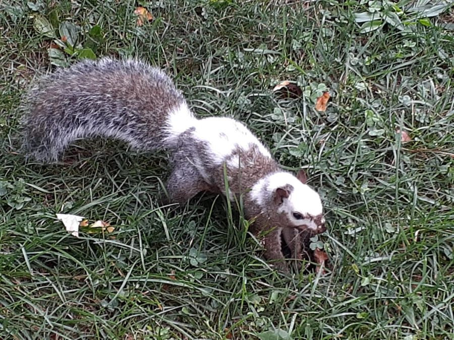 The infamous white and brown quad squirrel scampers across the grass. Campus culture has changed squirrel behavior as they have developed a unique relationship with students.
