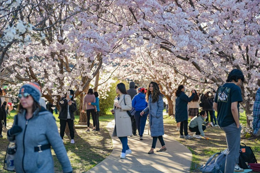 Students and community members pack the walkways and green spaces at the Arboretum on April 16. Education associate for the Japan House Diana Liao shares the history and significance of the Cherry Blossom towards Japanese culture and the University.