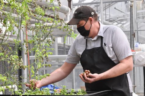 Carter Phillips, instructional chef at Bevier Café, plucks tomatoes out of the aquaponics system in the remove space greenhouse on Friday. The system is maintained through Bevier Café for check ups and produce for the café. 
