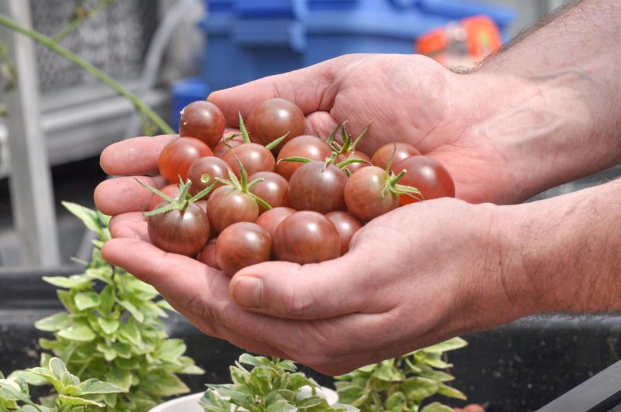 Phillips holds a bunch of tomatoes produced from the aquaponics system on Friday.
