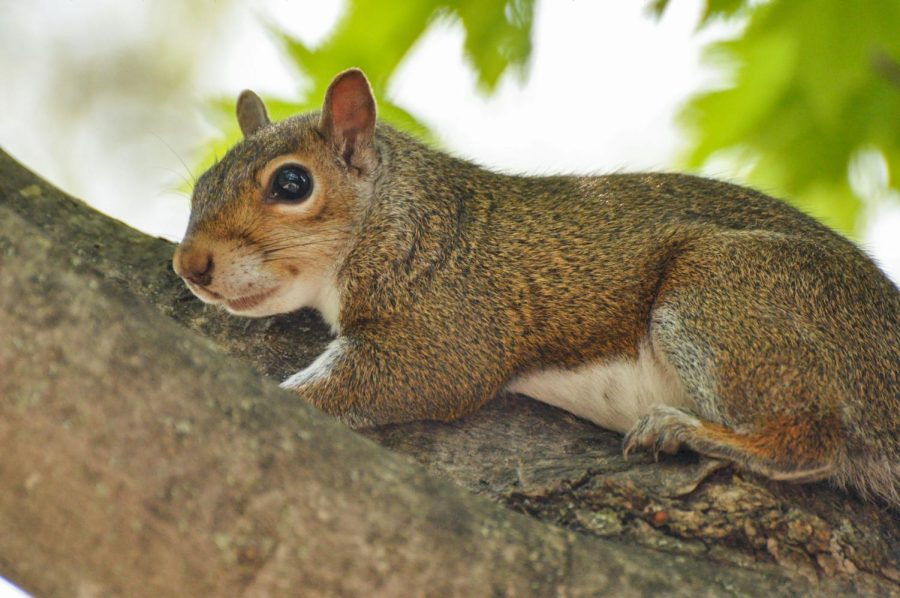 A squirrel sits on the branch of a tree outside of the Chemistry Annex on Wednesday. Senior columnist Noah Nelson dives into the reasoning behind the abundance of squirrels on campus. 