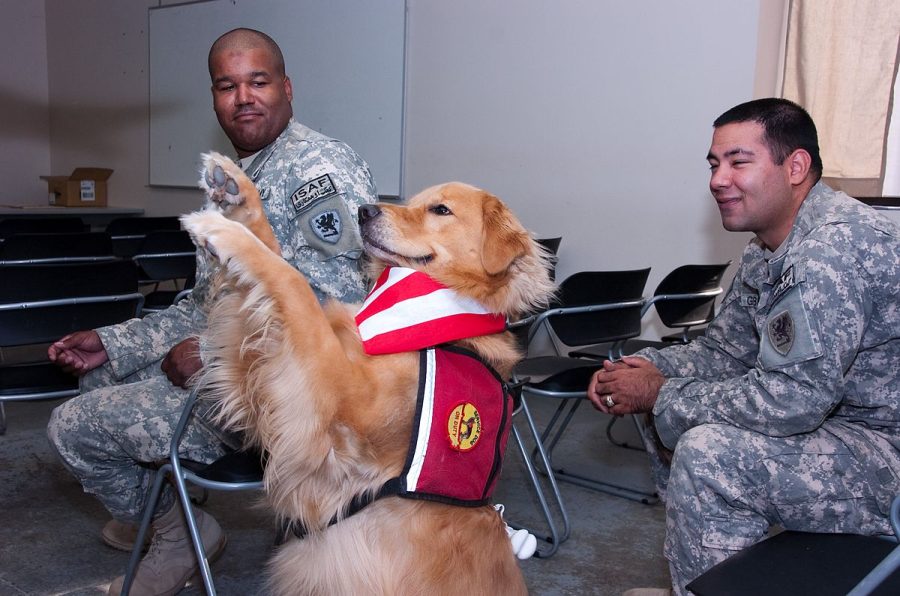 Staff Sgt. Anthony Houston and Staff Sgt. Travis Gilbert, watch therapy dog, Lugnut, do a trick on Aug. 4, 2011. Columnist Maggie Knutte argues that therapy animals prove to be valuable when it comes to supporting an individuals mental health. 