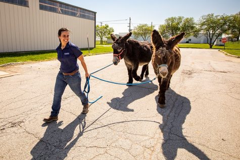 Dr. Giorgia Podico, veterinarian at the University, leads Sophie and Sourbette back to the reproductive medicine wing of the Large Animal Clinic. These Baudet du Poitou species of donkeys are currently endangered and Illinois veterinarians aid in resolving the issue. 


