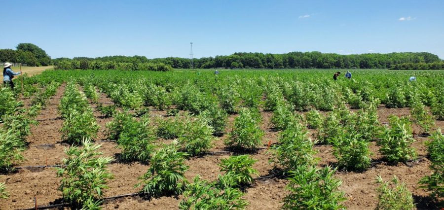 Cannabis plants are located in the University’s fruit research farm. The College of ACES has offered a new program for students to review a certificate in cannabis Production and Management. 