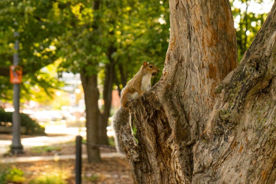 A+squirrel+sits+on+a+tree+on+the+main+quad.+In+1901%2C+around+100+squirrels+were+added+to+campus%2C+and+the+population+has+since+drastically+increased.