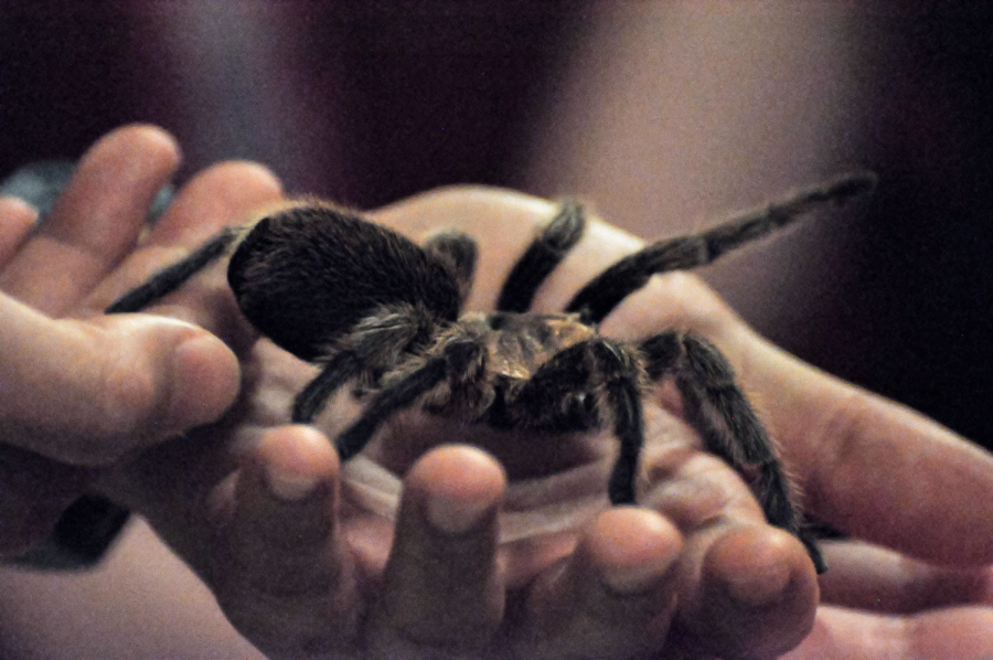 An attendee handles a tarantula at the Insect Fear Film Festival on Saturday.