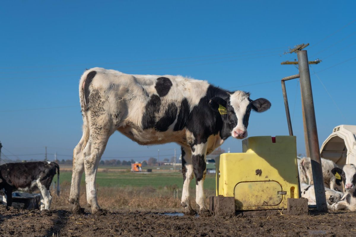 A cow stands at her water basin at the Dairy Cattle Research Unit on South Lincoln Dr. and Hazelwood Dr. on Nov. 11.

