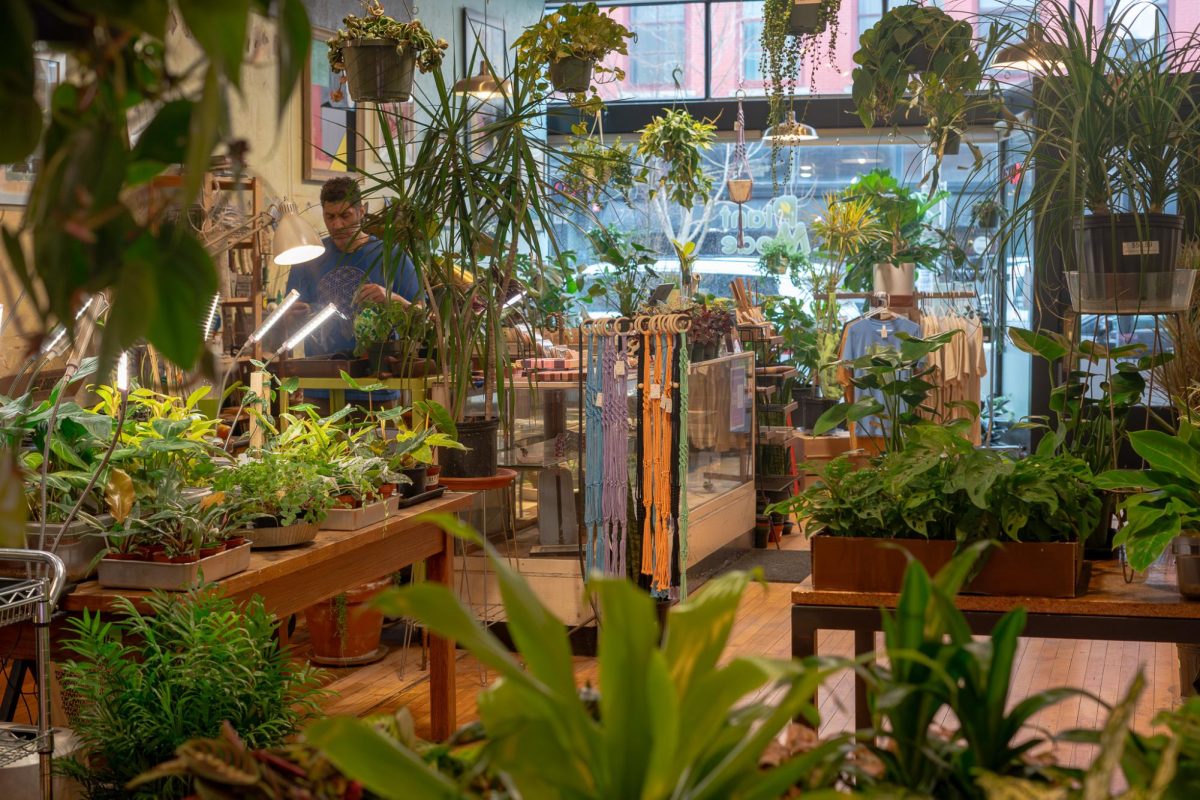 Plant+Mode%2C+a+quaint+houseplant+store+located+in+the+heart+of+downtown+Champaign%2C+on+March+8.+In+addition+to+the+stocked+plants%2C+the+shop+accepts+special+requests+for+specific+varieties.