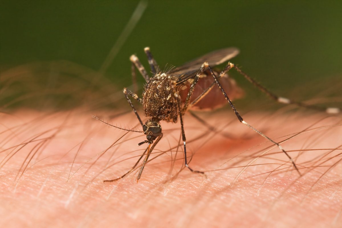 A mosquito bites a person’s skin. Mosquito season is summer to early fall.