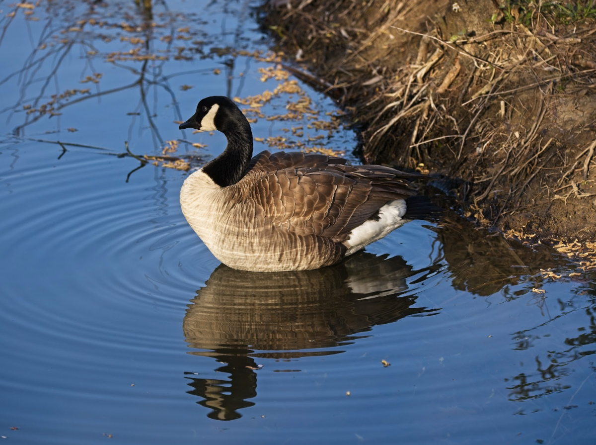 A goose in a body of water on April 21. Champaign Park District is offering free fishing lessons through the summer. 